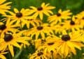 How to Create a Rain Garden