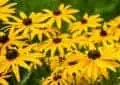 creating a rain garden