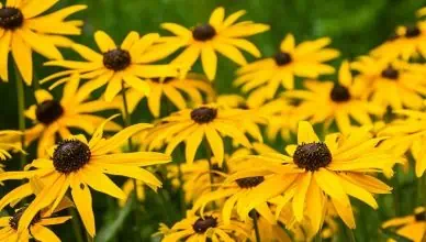 creating a rain garden