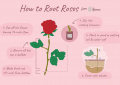 Planting Roses 101