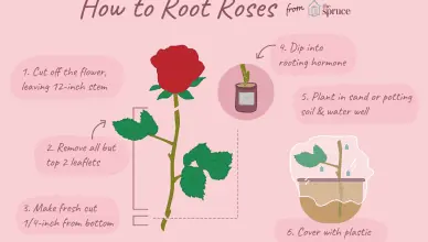 planting roses