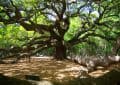 What you did not know about oak trees