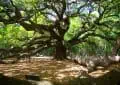 What you did not know about oak trees 3 What you did not know about oak trees