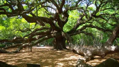 What you did not know about oak trees 1