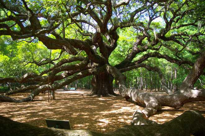 What you did not know about oak trees 1