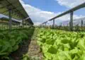 Solar Energy And Community Gardens: Powering Sustainable Food Production 6 Solar Energy And Community Gardens: Powering Sustainable Food Production