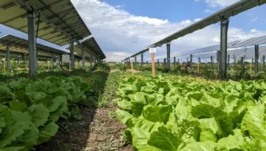 Solar Energy And Community Gardens: Powering Sustainable Food Production
