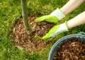 Benefits Of Mulching: Retaining Moisture And Suppressing Weeds In Your Garden 5 Benefits Of Mulching: Retaining Moisture And Suppressing Weeds In Your Garden