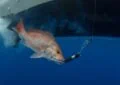 Can Fishing Help Improve Anglers’ Environmental Awareness?
