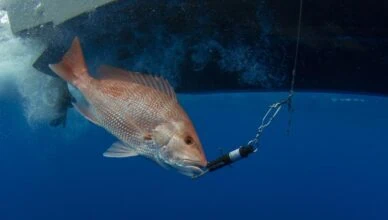 Fishing Help Improve Anglers
