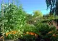 Companion Planting: Maximizing The Benefits Of Plant Combinations In Your Garden 2 Companion Planting: Maximizing The Benefits Of Plant Combinations In Your Garden
