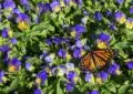 Creating A Butterfly Garden: Attracting Colorful Butterflies To Your Yard