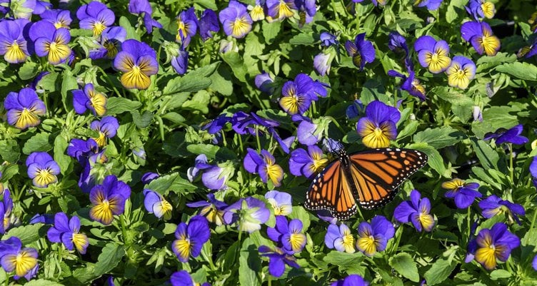 Creating A Butterfly Garden: Attracting Colorful Butterflies To Your Yard