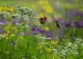 Creating A Pollinator-Friendly Garden: Supporting Bees, Butterflies, And Hummingbirds 3 Creating A Pollinator-Friendly Garden: Supporting Bees, Butterflies, And Hummingbirds