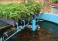 Exploring Aquaponics: Combining Fish Farming With Hydroponic Plant Growth 2 Exploring Aquaponics: Combining Fish Farming With Hydroponic Plant Growth