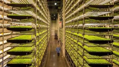 Exploring Vertical Farming Techniques For Urban Agriculture