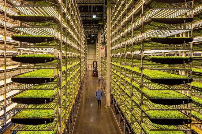 Exploring Vertical Farming Techniques For Urban Agriculture