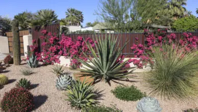 Gardening With Succulents: Growing And Caring For Drought-Tolerant Plants
