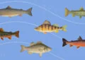 How To Identify And Catch Different Fish Species In Freshwater? 2 How To Identify And Catch Different Fish Species In Freshwater?