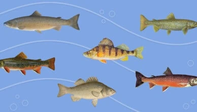 Different Fish Species In Freshwater