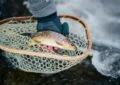 How To Practice Ethical Angling To Protect Fish Populations? 3 How To Practice Ethical Angling To Protect Fish Populations?