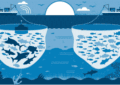 How To Practice Responsible Fishing To Protect The Environment? 2 How To Practice Responsible Fishing To Protect The Environment?