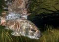 How To Properly Handle And Release Fish To Ensure Survival?