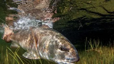 release fish to ensure survival