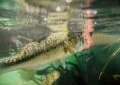How To Properly Release Fish To Minimize Stress And Injuries? 3 How To Properly Release Fish To Minimize Stress And Injuries?