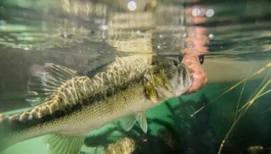 Properly Release Fish