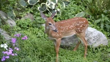 Native Plants For Wildlife Gardens: Promoting Biodiversity And Ecological Balance
