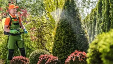 Natural Pest Control Methods For A Healthy Garden