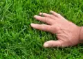 Organic Lawn Care Tips: Maintaining A Lush And Chemical-Free Lawn 3 Organic Lawn Care Tips: Maintaining A Lush And Chemical-Free Lawn