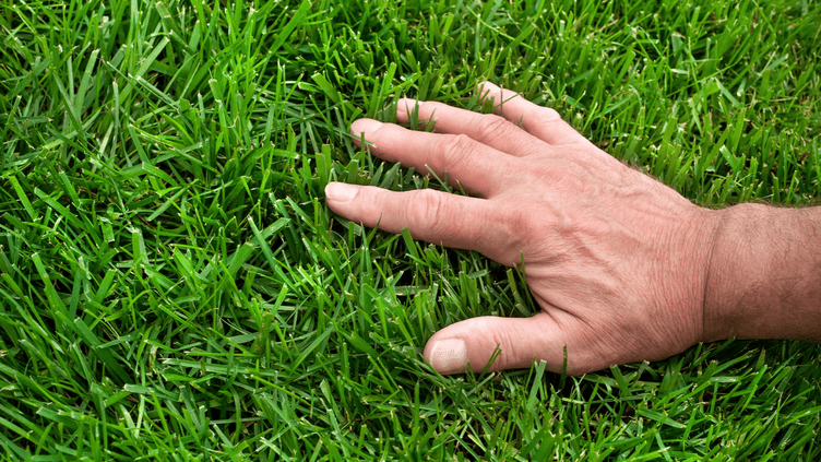 Organic Lawn Care Tips: Maintaining A Lush And Chemical-Free Lawn