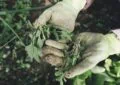 Organic Weed Control Methods: Keeping Your Garden Weed-Free Naturally 4 Organic Weed Control Methods: Keeping Your Garden Weed-Free Naturally