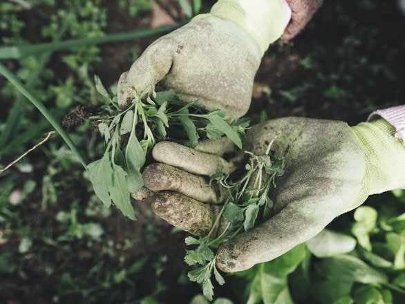 Organic Weed Control Methods: Keeping Your Garden Weed-Free Naturally