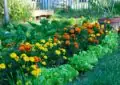 Ornamental Vs. Edible Gardens: Balancing Beauty And Functionality 6 Ornamental Vs. Edible Gardens: Balancing Beauty And Functionality