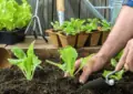 Seasonal Gardening Tips: What To Do In Spring, Summer, Fall, And Winter