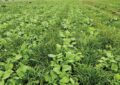 The Benefits Of Cover Crops: Improving Soil Health And Preventing Erosion