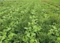 The Benefits Of Cover Crops: Improving Soil Health And Preventing Erosion 7 The Benefits Of Cover Crops: Improving Soil Health And Preventing Erosion