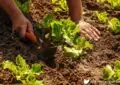 The Benefits Of Organic Gardening: Cultivating A Healthy And Sustainable Garden 2 The Benefits Of Organic Gardening: Cultivating A Healthy And Sustainable Garden