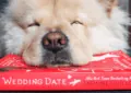 The Wedding Date By Jasmine Guillory - Summary And Review 4 The Wedding Date By Jasmine Guillory – Summary And Review