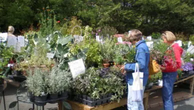 Understanding Plant Hardiness Zones: Selecting Plants Suitable For Your Climate