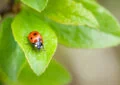 What Are Beneficial Insects And How To Attract Them To Your Garden 2 What Are Beneficial Insects And How To Attract Them To Your Garden