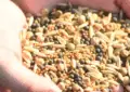 What Are Heirloom Seeds And How To Start Saving Seeds In Your Garden 5 What Are Heirloom Seeds And How To Start Saving Seeds In Your Garden