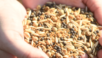 What Are Heirloom Seeds And How To Start Saving Seeds In Your Garden