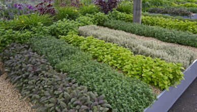 What Are Herb Gardens And How To Grow Your Own Herb Garden For Fresh Flavors