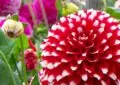 What Are Herbaceous Perennials And How To Care For These Flowering Plants
