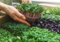 What Are Microgreens And How To Grow Them Indoors For Nutritious Harvests