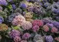 What Are Perennial Plants And How To Incorporate Them In Your Garden 2 What Are Perennial Plants And How To Incorporate Them In Your Garden